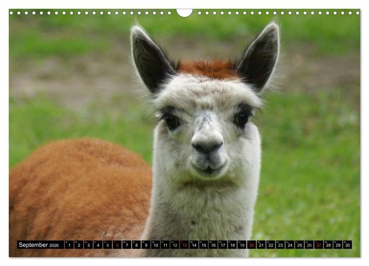 Produktbild: Lama und Alpaka (Wandkalender 2026 DIN A3 quer), CALVENDO Monatskalender