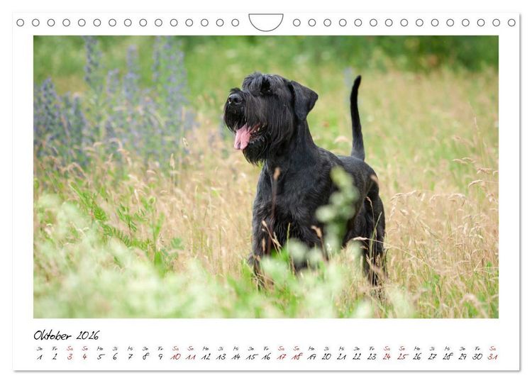 Produktbild: Mit dem Riesenschnauzer durch das Jahr (Wandkalender 2026 DIN A4 quer), CALVENDO Monatskalender