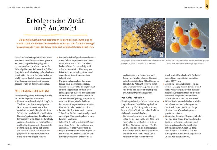 Faszinierendes Aquarium