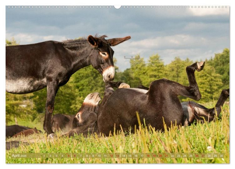 Produktbild: Bulgarische Gro&szlig;esel - Schwarze Sch&ouml;nheiten (hochwertiger Premium Wandkalender 2025 DIN A2 quer), Kunstdruck in Hochglanz