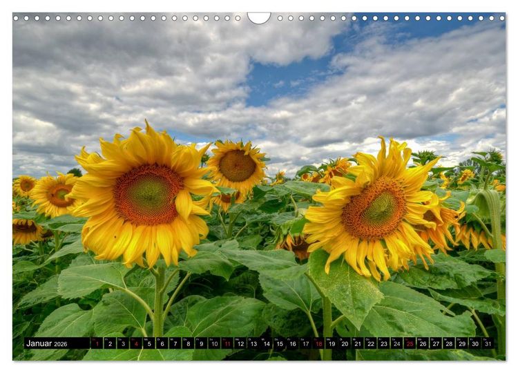 Produktbild: Zeit f&uuml;r Sonnenblumen (Wandkalender 2026 DIN A3 quer), CALVENDO Monatskalender