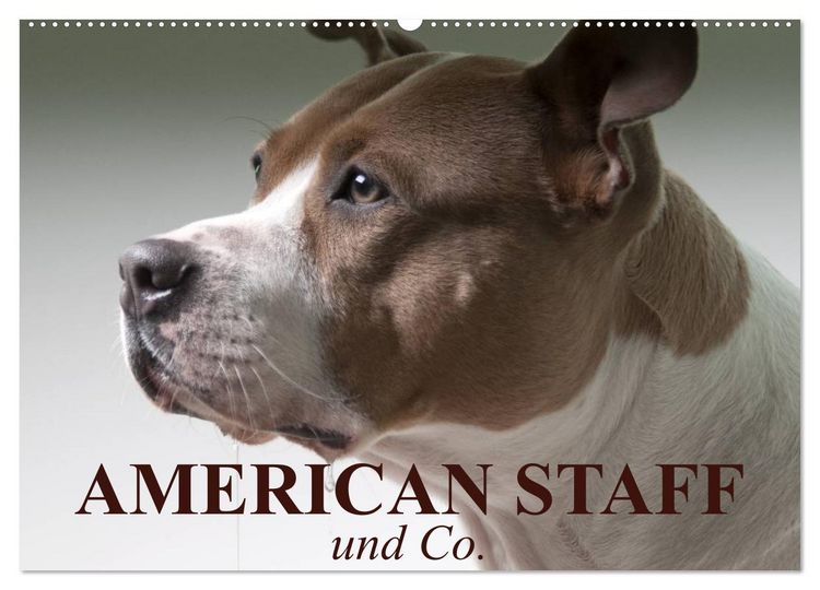 Produktbild: American Staff und Co. (Wandkalender 2026 DIN A2 quer), CALVENDO Monatskalender