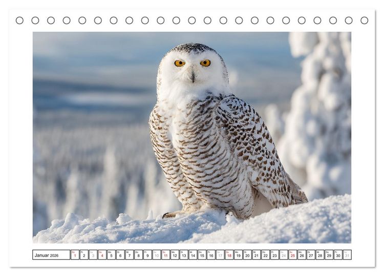Produktbild: Eulen aus aller Welt - Faszinierende J&auml;ger der Nacht (Tischkalender 2026 DIN A5 quer), CALVENDO Monatskalender