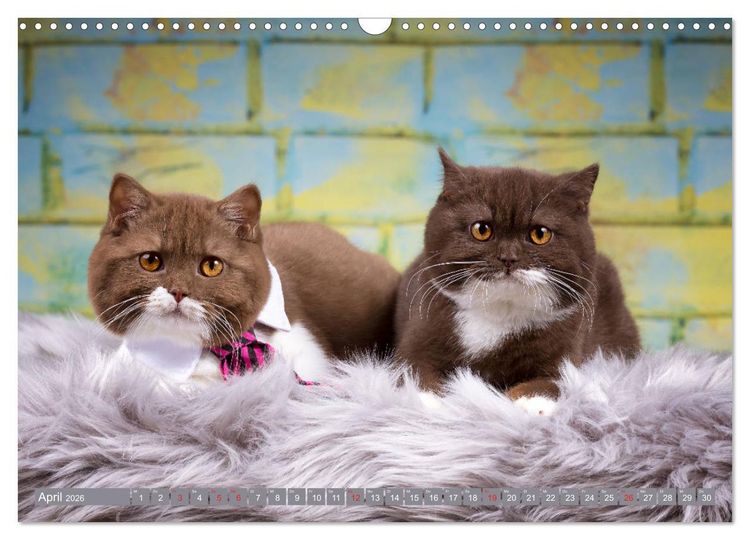 Produktbild: Kleine Stubenstiger (Wandkalender 2026 DIN A3 quer), CALVENDO Monatskalender