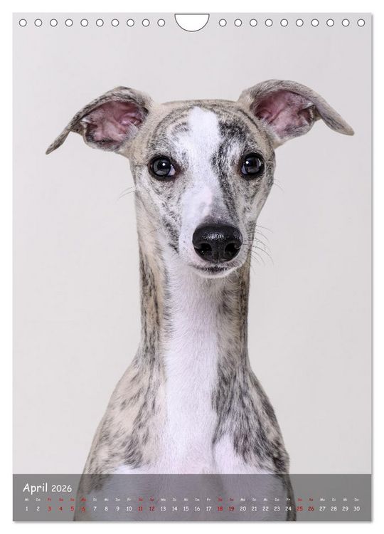 Produktbild: Whippets im Portrait (Wandkalender 2026 DIN A4 hoch), CALVENDO Monatskalender
