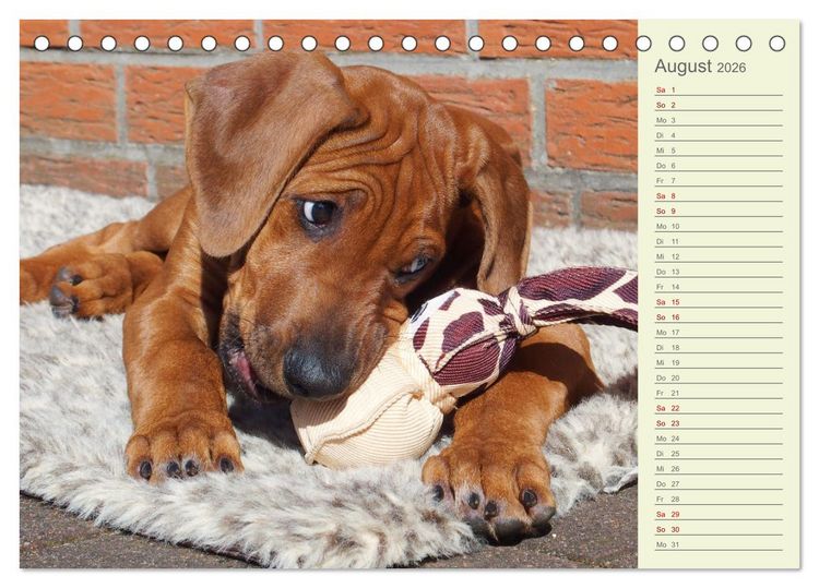 Produktbild: Rhodesian Ridgeback - Jung, wild, zuckers&uuml;&szlig; (Tischkalender 2026 DIN A5 quer), CALVENDO Monatskalender