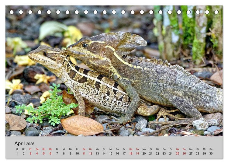 Produktbild: COSTA RICA - Tierische Momente (Tischkalender 2026 DIN A5 quer), CALVENDO Monatskalender