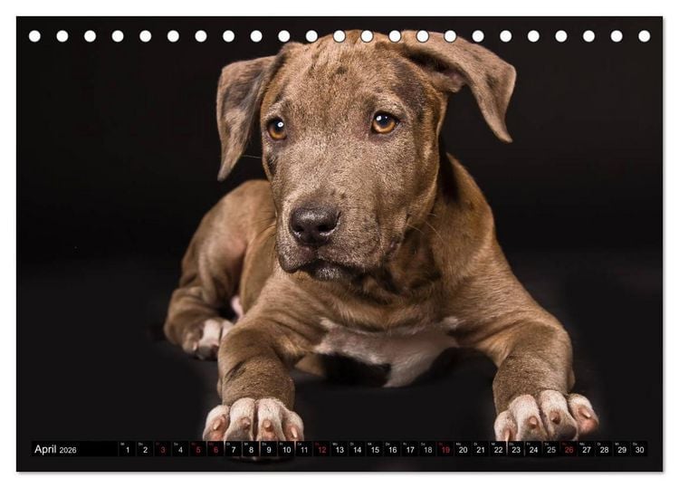 Produktbild: Pit Bull und Co. - Geliebt, gef&uuml;rchtet, missverstanden (Tischkalender 2026 DIN A5 quer), CALVENDO Monatskalender