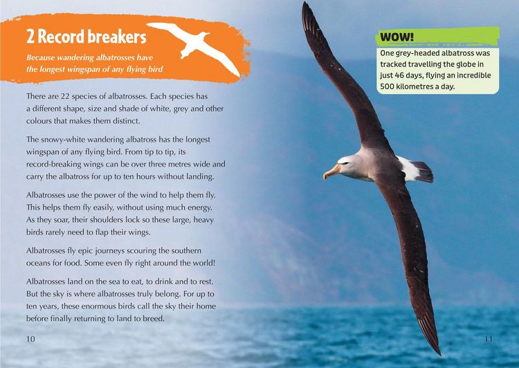 Produktbild: Collins Big Cat - The Story of Albatross