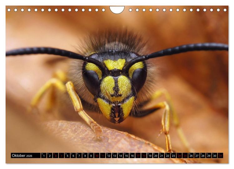 Produktbild: Faszination Makrofotografie: Wespen und Bienen (Wandkalender 2026 DIN A4 quer), CALVENDO Monatskalender