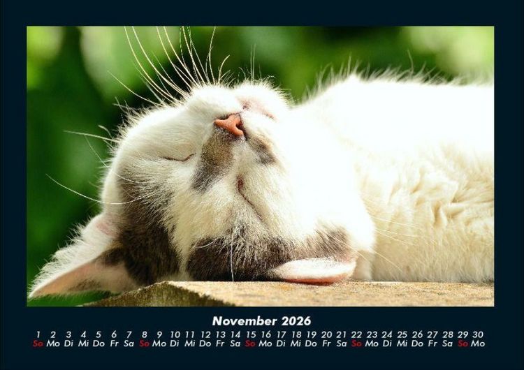 Produktbild: F&uuml;r Katzenfreunde 2026 Fotokalender DIN A4