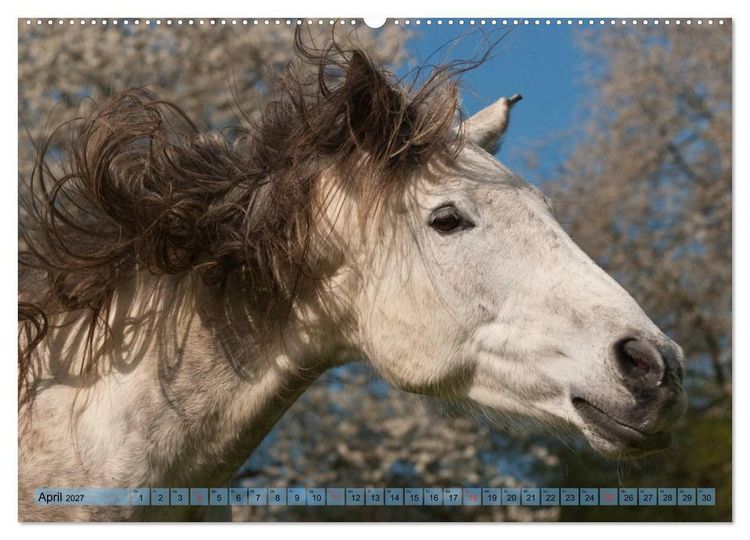 Produktbild: Lustiger Schimmel - ein Pferd mit Humor (hochwertiger Premium Wandkalender 2027 DIN A2 quer), Kunstdruck in Hochglanz