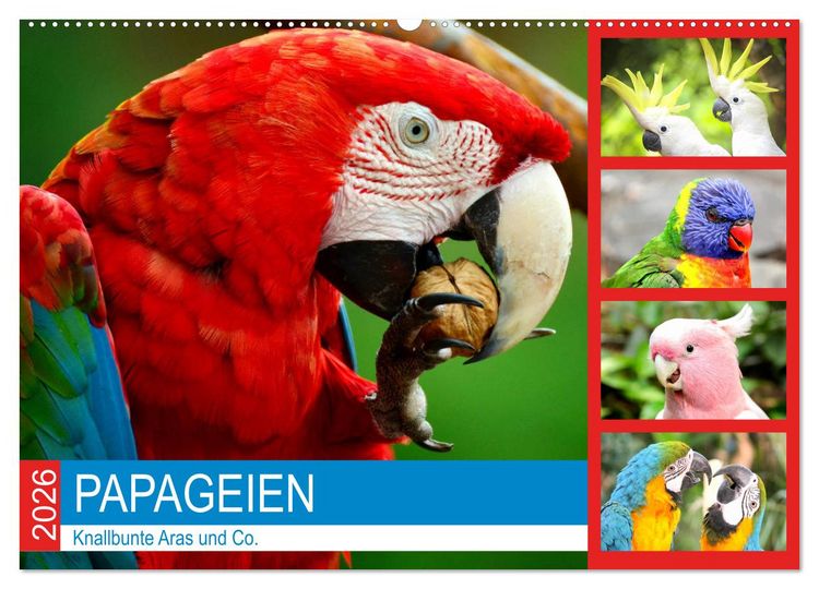 Produktbild: Papageien. Knallbunte Aras und Co. (Wandkalender 2026 DIN A2 quer), CALVENDO Monatskalender
