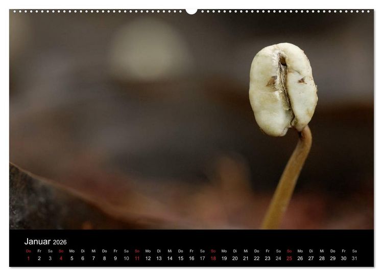 Produktbild: Zu Besuch beim Kaffee (hochwertiger Premium Wandkalender 2026 DIN A2 quer), Kunstdruck in Hochglanz