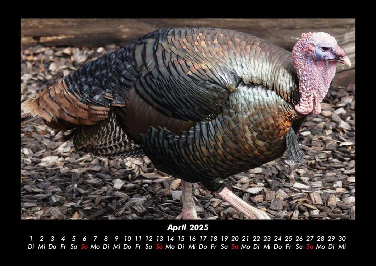 Produktbild: Tiere auf dem Bauernhof 2025 Fotokalender DIN A3