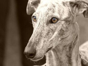 Produktbild: CALVENDO Puzzle Galgo Espa&ntilde;ol | 1000 Teile Lege-Gr&ouml;&szlig;e 64x48cm Foto-Puzzle f&uuml;r gl&uuml;ckliche Stunden