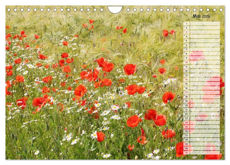 Produktbild: Klatschmohn im Feld (Wandkalender 2026 DIN A4 quer), CALVENDO Monatskalender