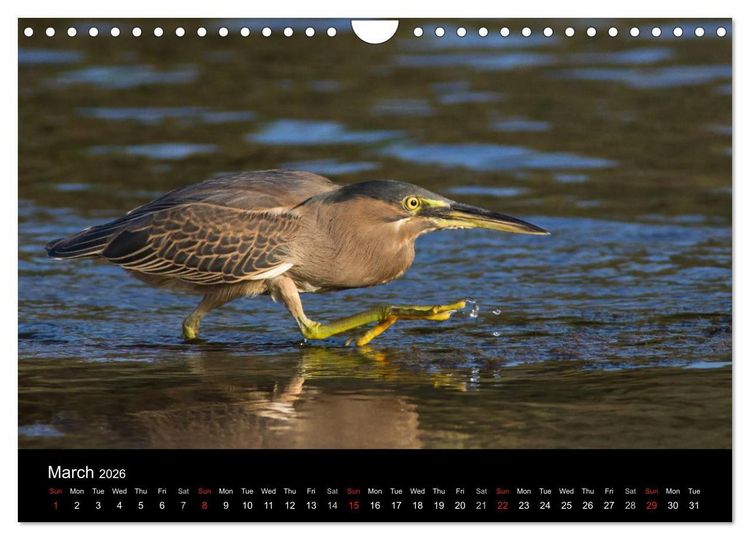 Produktbild: World of Heron (Wall Calendar 2026 DIN A4 landscape), CALVENDO 12 Month Wall Calendar