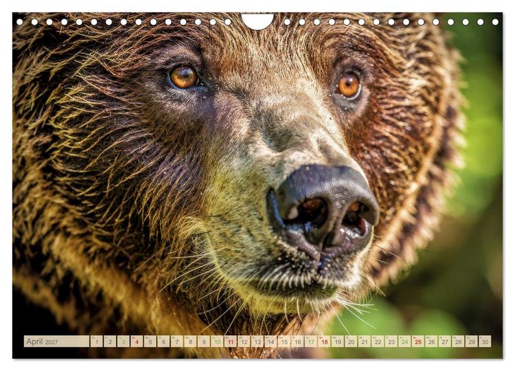 Produktbild: Die Augen der Wildnis (Wandkalender 2027 DIN A4 quer), CALVENDO Monatskalender