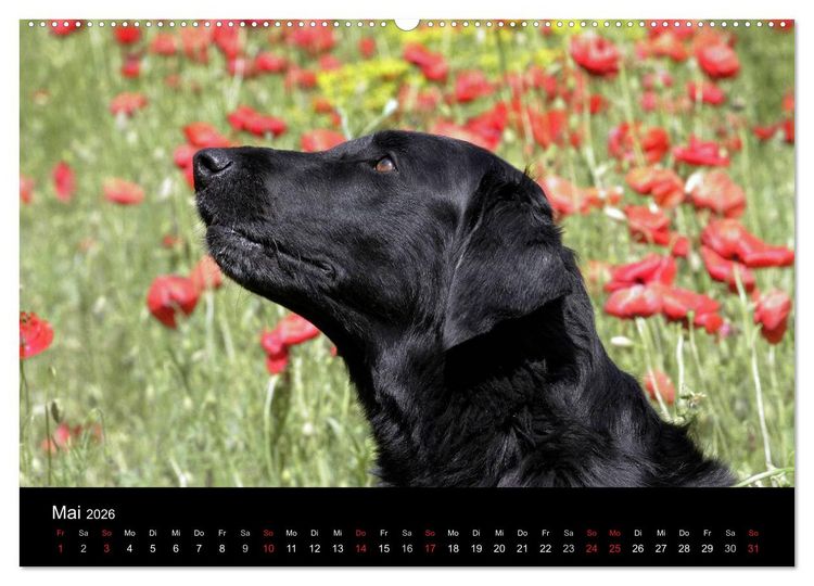Produktbild: Flatcoated Retriever (Wandkalender 2026 DIN A2 quer), CALVENDO Monatskalender
