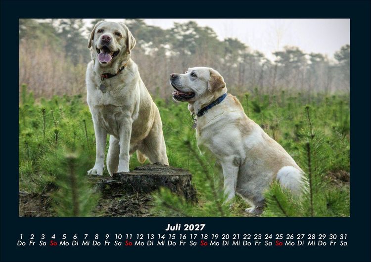 Produktbild: Der Hundekalender 2027 Fotokalender DIN A4