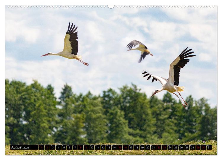 Produktbild: ERMLAND MASUREN (Wandkalender 2026 DIN A2 quer), CALVENDO Monatskalender