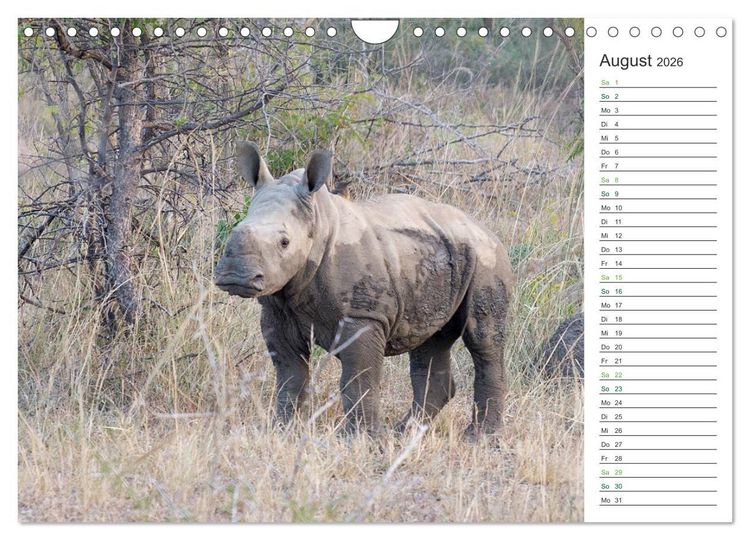Produktbild: Nash&ouml;rner - Sanfte Riesen (Wandkalender 2026 DIN A4 quer), CALVENDO Monatskalender