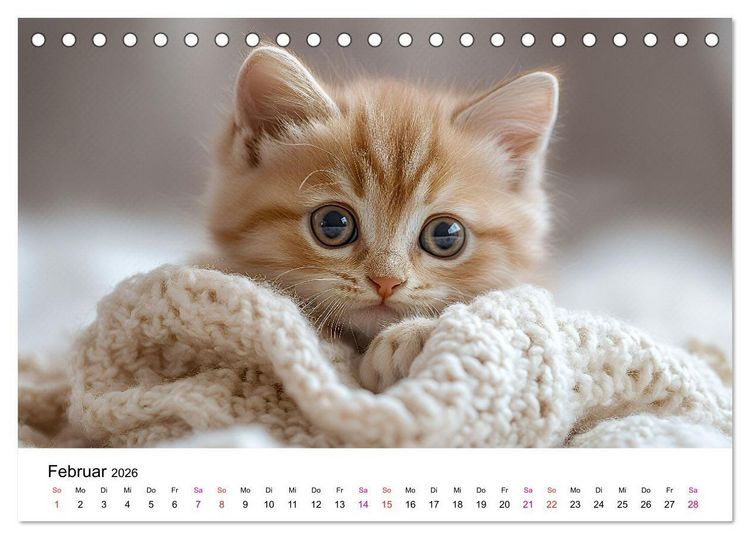 Produktbild: Katzenzauber - Samtpfoten im Jahreslauf (Tischkalender 2026 DIN A5 quer), CALVENDO Monatskalender