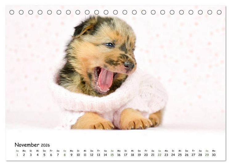 Produktbild: Baby Pfoten (Tischkalender 2026 DIN A5 quer), CALVENDO Monatskalender