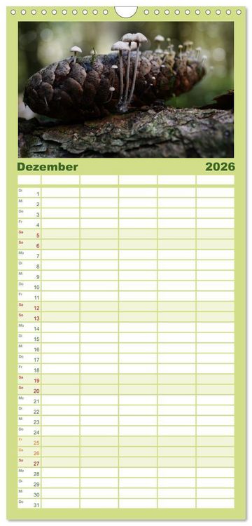 Produktbild: Familienplaner 2026 - Schwammerl Egerlinge Pilze mit 5 Spalten (Wandkalender, 21 x 45 cm) CALVENDO