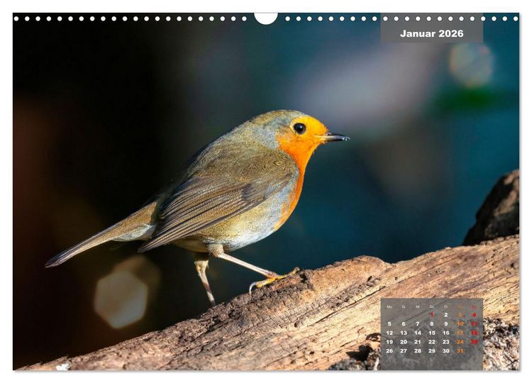 Produktbild: SINGV&Ouml;GEL - Die pr&auml;chtigen S&auml;nger in sch&ouml;nem Ambiente (Wandkalender 2026 DIN A3 quer), CALVENDO Monatskalender