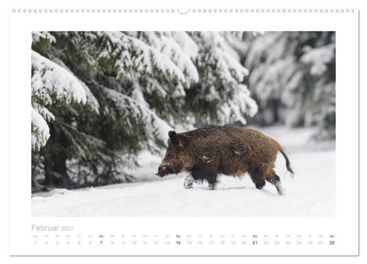 Produktbild: Wildschweine &ndash; Wildlife Fotografien (Wandkalender 2027 DIN A2 quer), CALVENDO Monatskalender