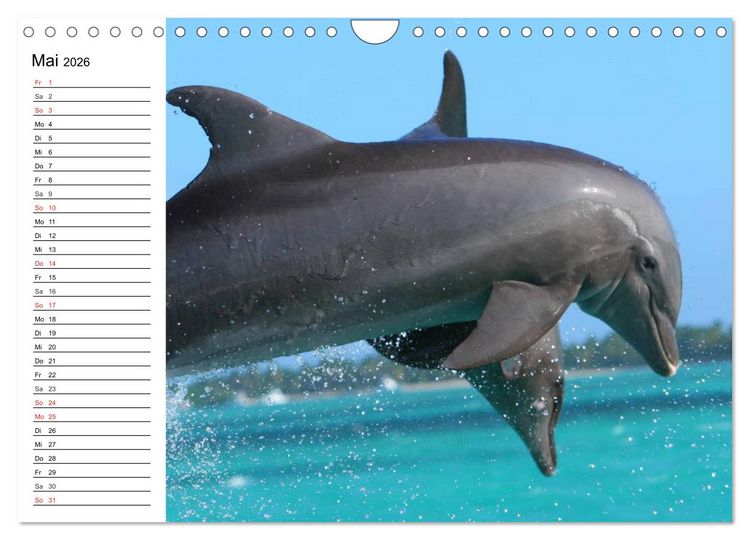 Produktbild: Delfine - L&auml;chelnde Intelligenz (Wandkalender 2026 DIN A4 quer), CALVENDO Monatskalender