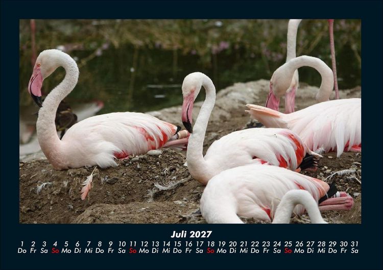 Produktbild: V&ouml;gel 2027 Fotokalender DIN A4