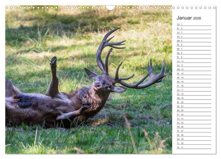 Produktbild: Emotionale Momente: Hirschbrunft. Part II. (Wandkalender 2026 DIN A3 quer), CALVENDO Monatskalender