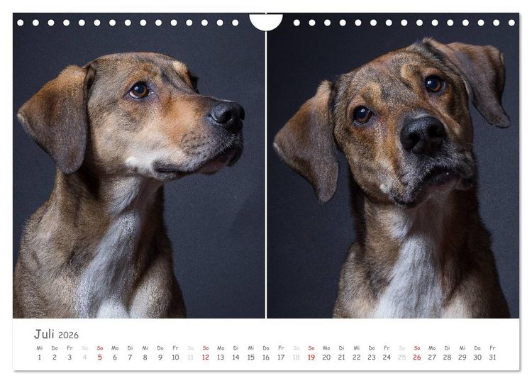 Produktbild: charakterstarke Hunde, wundersch&ouml;ne Hundeportraits (Wandkalender 2026 DIN A4 quer), CALVENDO Monatskalender