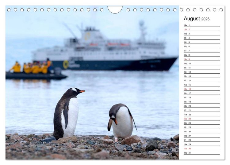 Produktbild: Pinguinliebe (Wandkalender 2026 DIN A4 quer), CALVENDO Monatskalender
