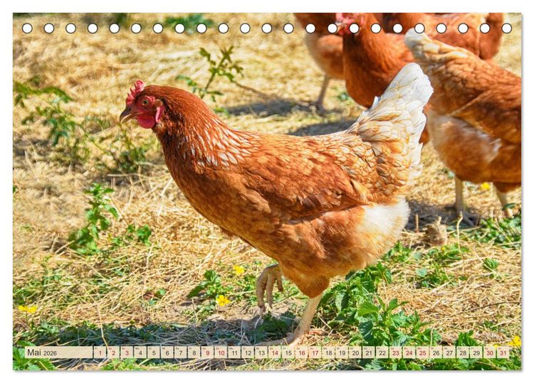 Produktbild: Charmante H&uuml;hner (Tischkalender 2026 DIN A5 quer), CALVENDO Monatskalender