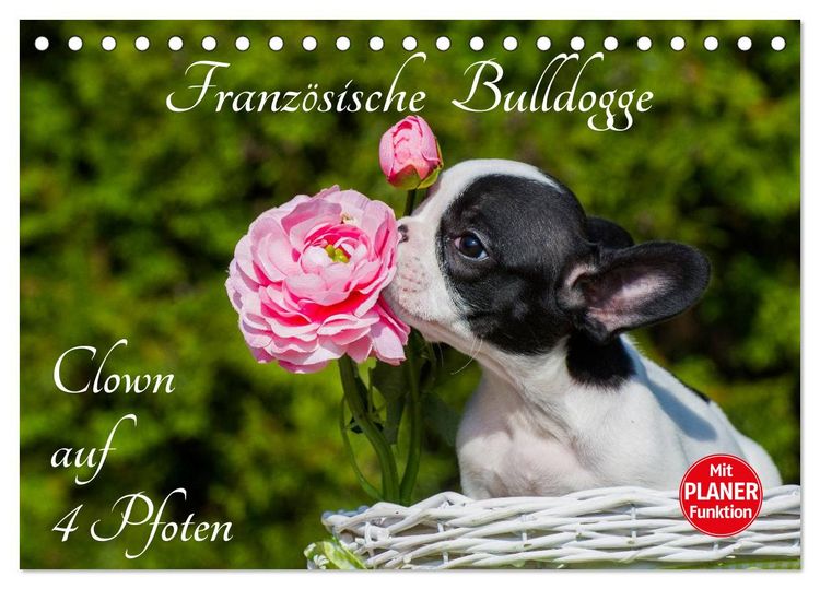 Produktbild: Franz&ouml;sische Bulldogge - Clown auf 4 Pfoten (Tischkalender 2026 DIN A5 quer), CALVENDO Monatskalender