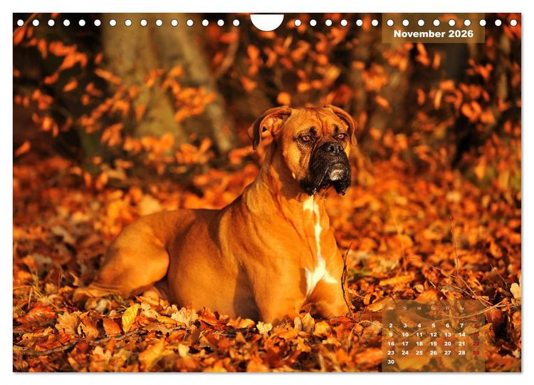 Produktbild: Einmal Boxer - immer Boxer (Wandkalender 2026 DIN A4 quer), CALVENDO Monatskalender