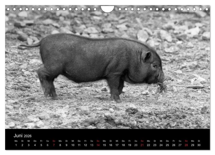 Produktbild: Das Leben der Schweine (Wandkalender 2026 DIN A4 quer), CALVENDO Monatskalender