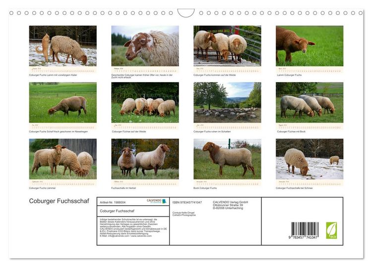 Produktbild: Coburger Fuchsschaf (Wandkalender 2026 DIN A3 quer), CALVENDO Monatskalender