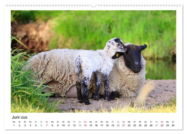 Produktbild: Sch&auml;fchen z&auml;hlen - Mit Schafen durchs Jahr (hochwertiger Premium Wandkalender 2026 DIN A2 quer), Kunstdruck in Hochglanz