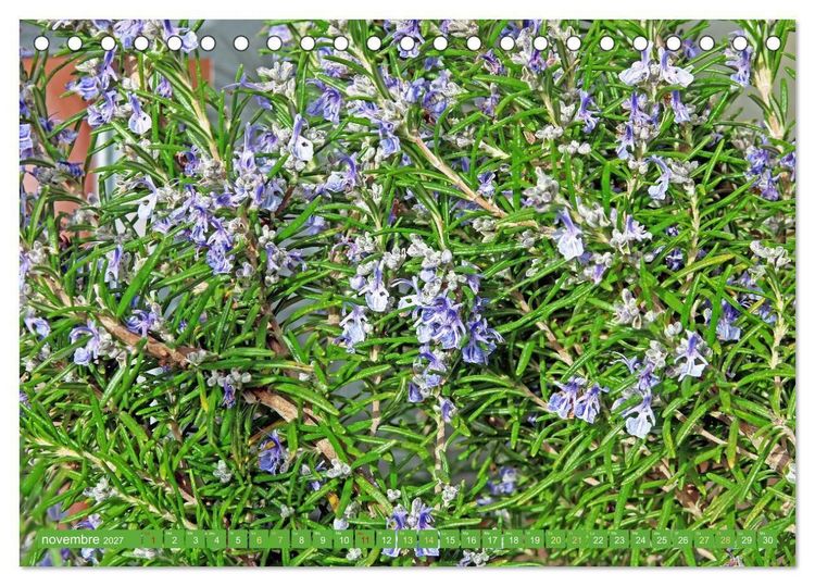 Produktbild: Fleurs du jardin aromatique (Calendrier de bureau 2027 DIN A5 vertical), CALVENDO calendrier mensuel