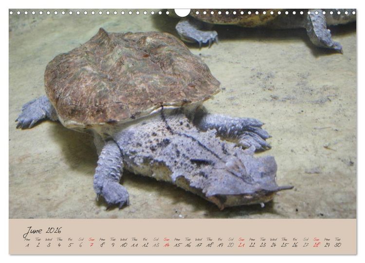 Produktbild: Turtles and Tortoise / UK-Version (Wall Calendar 2026 DIN A3 landscape), CALVENDO 12 Month Wall Calendar