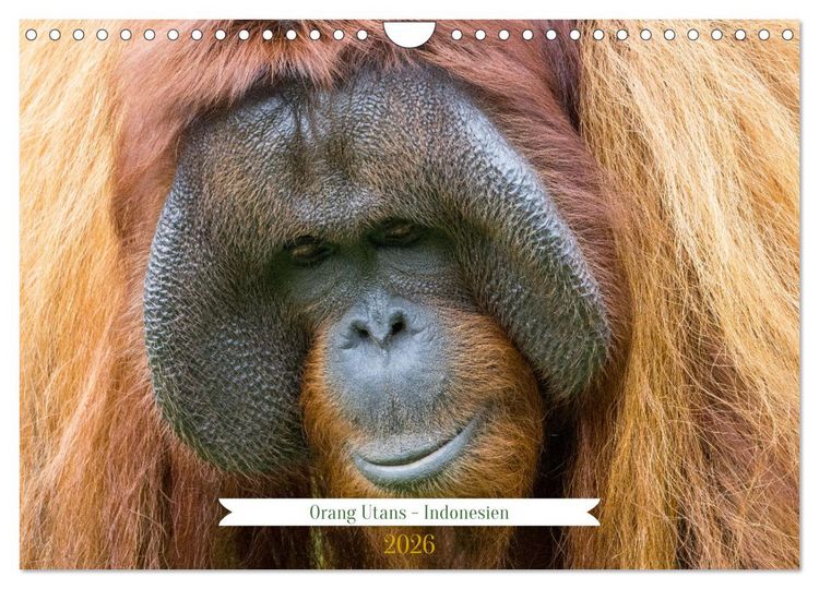 Produktbild: Orang Utans - Indonesien (Wandkalender 2026 DIN A4 quer), CALVENDO Monatskalender