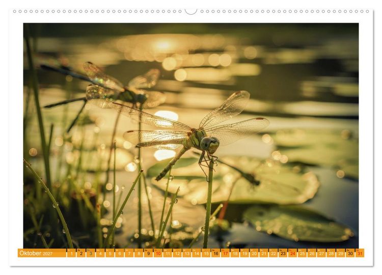 Produktbild: Prachtlibellen am Teich (Wandkalender 2027 DIN A2 quer), CALVENDO Monatskalender