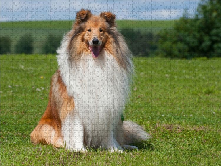 Produktbild: CALVENDO Puzzle Ein traumhaft sch&ouml;ner Collie R&uuml;de 1000 Teile Lege-Gr&ouml;&szlig;e 64 x 48 cm Foto-Puzzle Bild von Sigrid Starick