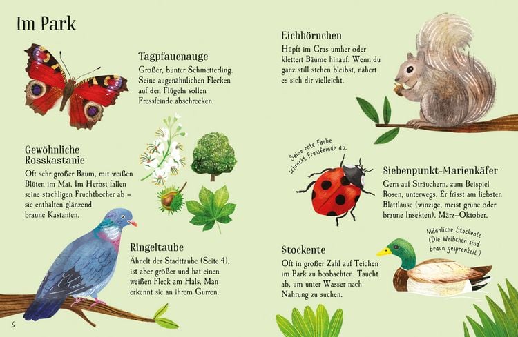 Produktbild: Usborne Minis Naturf&uuml;hrer: In der Stadt &ndash; Tiere und Pflanzen