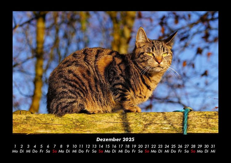 Produktbild: F&uuml;r Katzenfreunde 2025 Fotokalender DIN A3